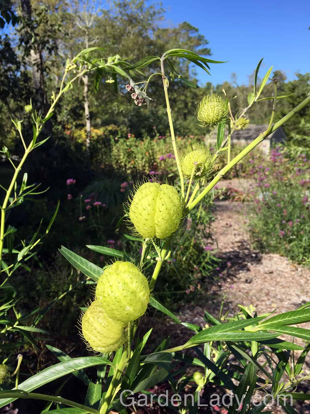 What would we do without plants that make us laugh? As guests arrive, give them a cocktail or a beer and then lead them into the garden where they can see that you're growing hairy balls. YES, you are truly growing hairy balls and whether your company is 6 or 96, they will love this plant. Call it Gomphocarpus physocarpus, balloon plant, or hairy balls, this tall plant makes everyone happy.