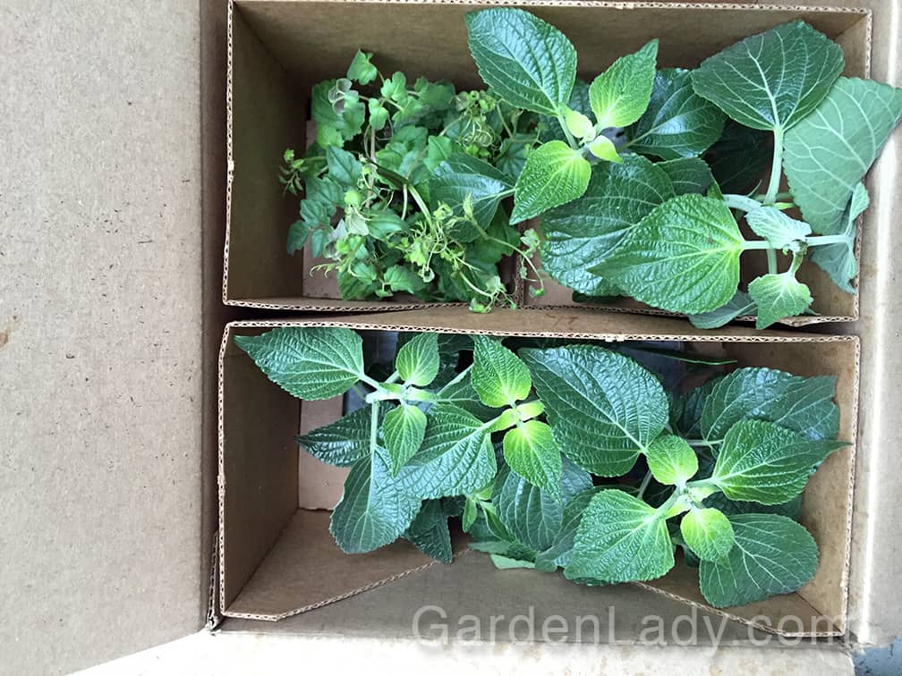 Here is one end of the box that arrived. The plants were in separate cardboard cells, two per area. These kept them from moving around but didn't squash the foliage which was, as you can see, well-developed when the plants were shipped.