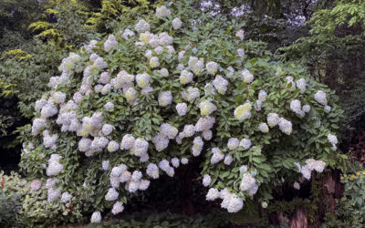 Hydrangeas I’m Growing