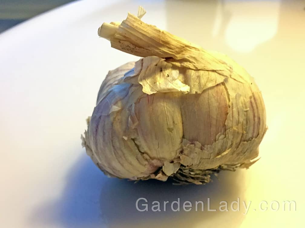 Buy seed garlic from a local garden center or on-line seed source. Don't plant supermarket garlic intended for cooking... it might not be a variety that will do well in your region. Seed garlic comes in whole heads like this. Be sure it's firm, not soft or moldy.  Garlic heads are not planted whole - you separate all the individual cloves before planting.
