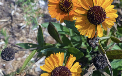 I Love Helenium autumnale aka common sneezeweed or Helen’s flower.