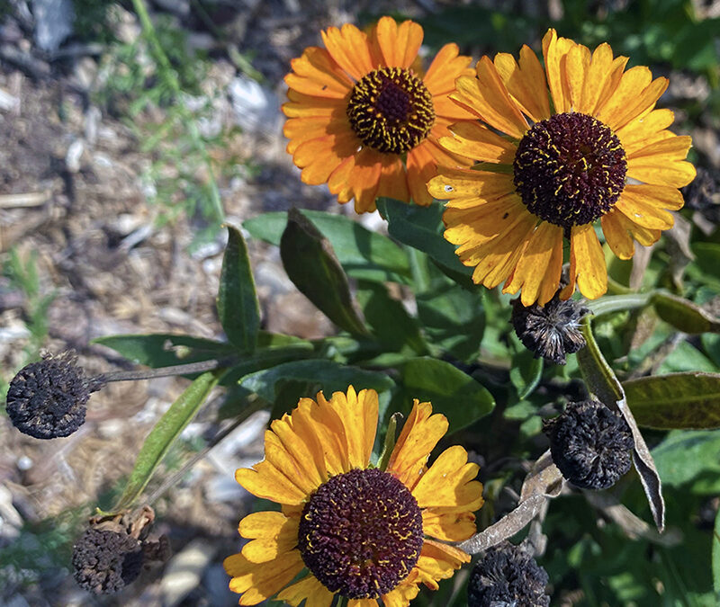 I Love Helenium autumnale aka common sneezeweed or Helen’s flower.