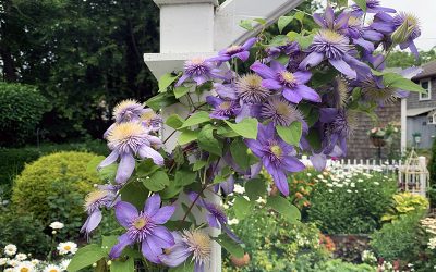 I Love Clematis Species and Hybrids