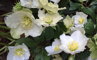 I Love Helleborus niger ‘Jacob’ et al, aka The Christmas Rose