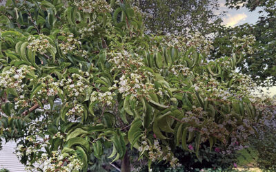 I Love Heptacodium miconioides aka Seven-Son Flower