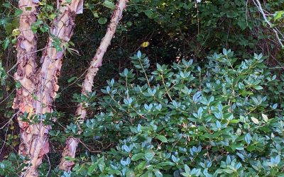 I Love Betula nigra ‘Cully’ ~ Heritage river birch