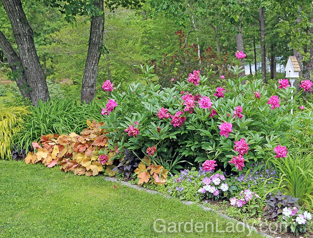 Later in June, they are a great contrast with the blooming peonies. Note that this garden gets enough sun for good peony bloom, and these Heuchera are happy, happy, happy.