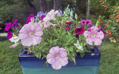 A Postcard About Holes in Leaves and Flowers