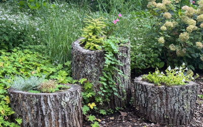 Planting on Top of Stumps