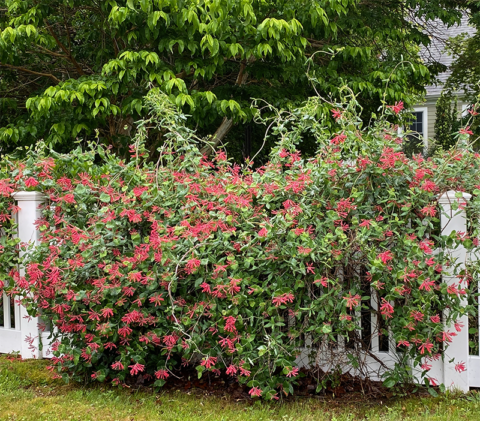 I Love Lonicera sempervirens ‘Major Wheeler’ aka Major Wheeler ...