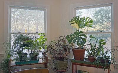 A Postcard From Your Houseplants in February