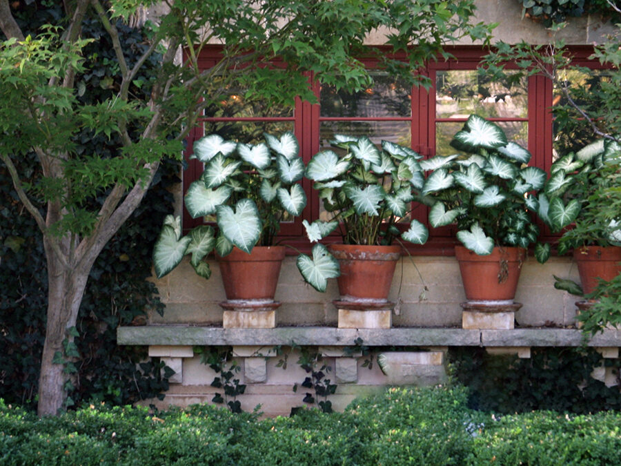 Bringing Houseplants Back Inside – A Postcard From Plants