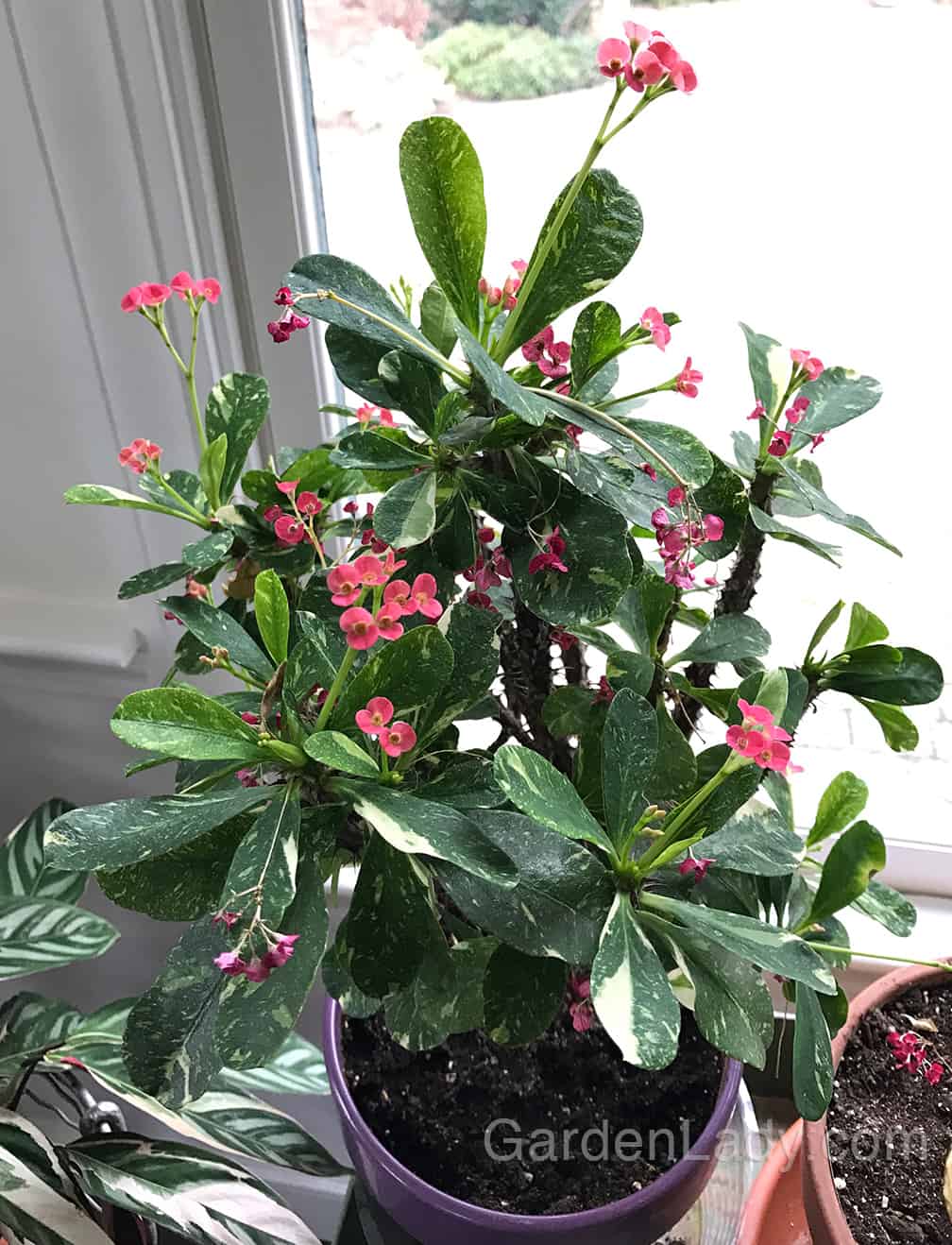 This variegated crown of thorns (Euphorbia milii) is happy in a sunny window. Like many of my houseplants, it gets sent to "summer camp" outdoors in the warmer months. It also gets fertilized regularly.