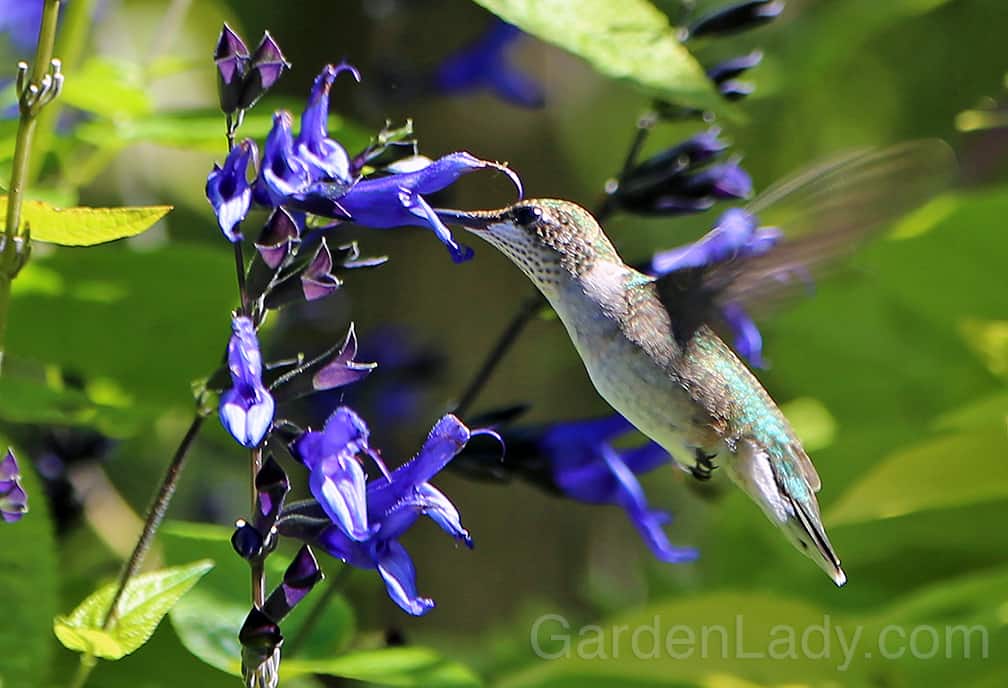 Every Cocktail Hour Garden needs a hummingbird magnet. I recommend Salvia 'Black and Blue.' 
