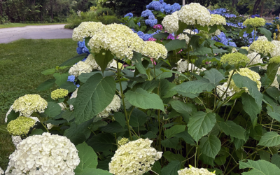 A Postcard From Hydrangea Arborescens aka the Smooth Hydrangea