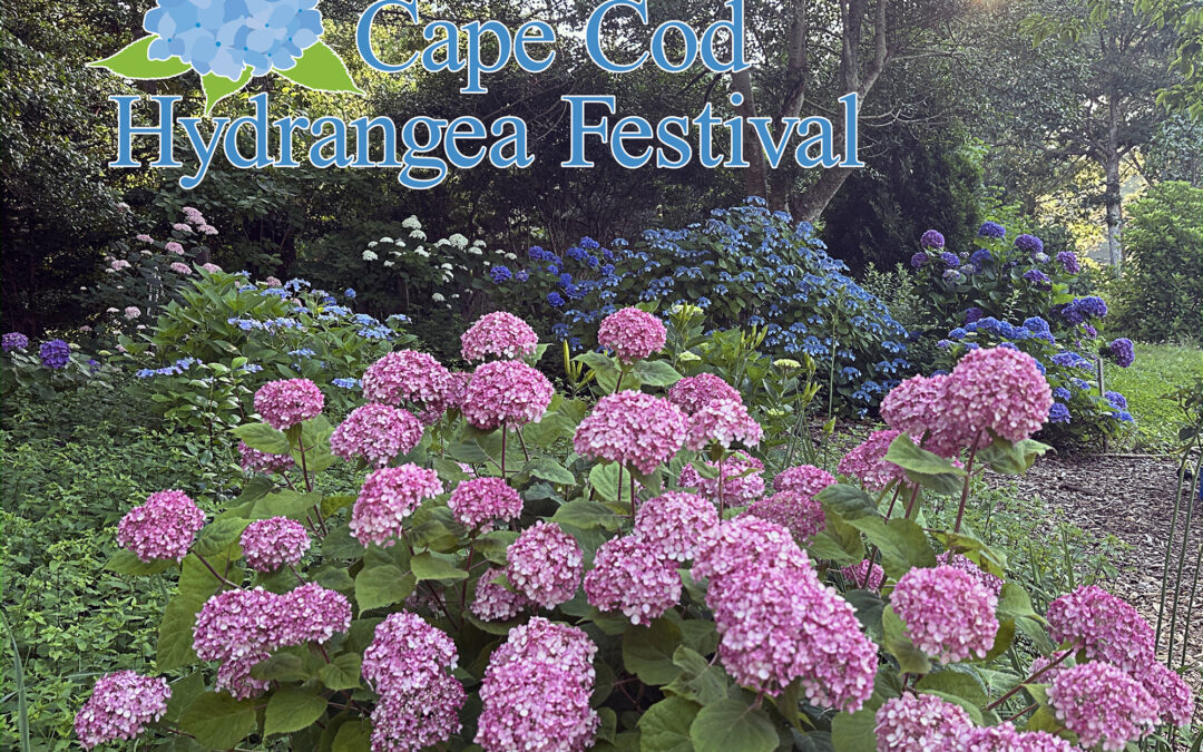 David Sedaris and the Cape Cod Hydrangea Festival