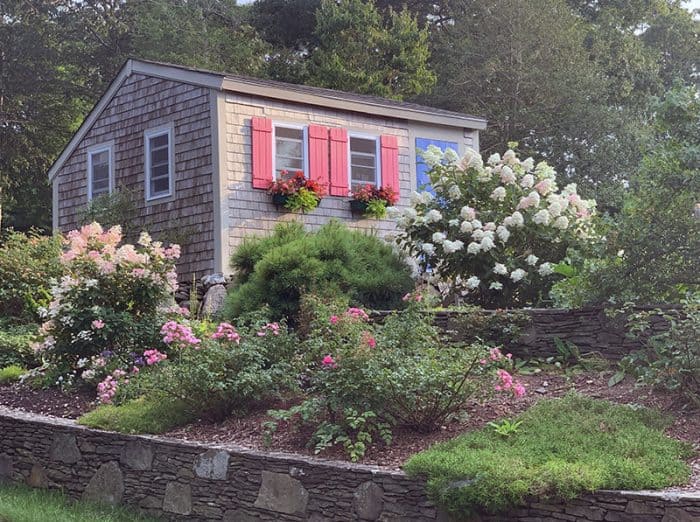 I Love the Fire Light Hydrangea | GardenLady.com