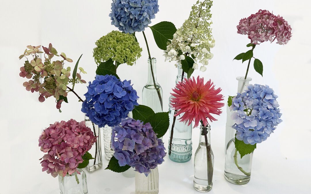 Hydrangea Happiness is Coming This Spring!