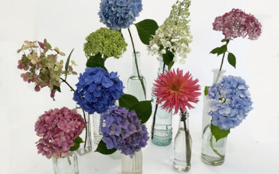 Hydrangea Happiness is Coming This Spring!