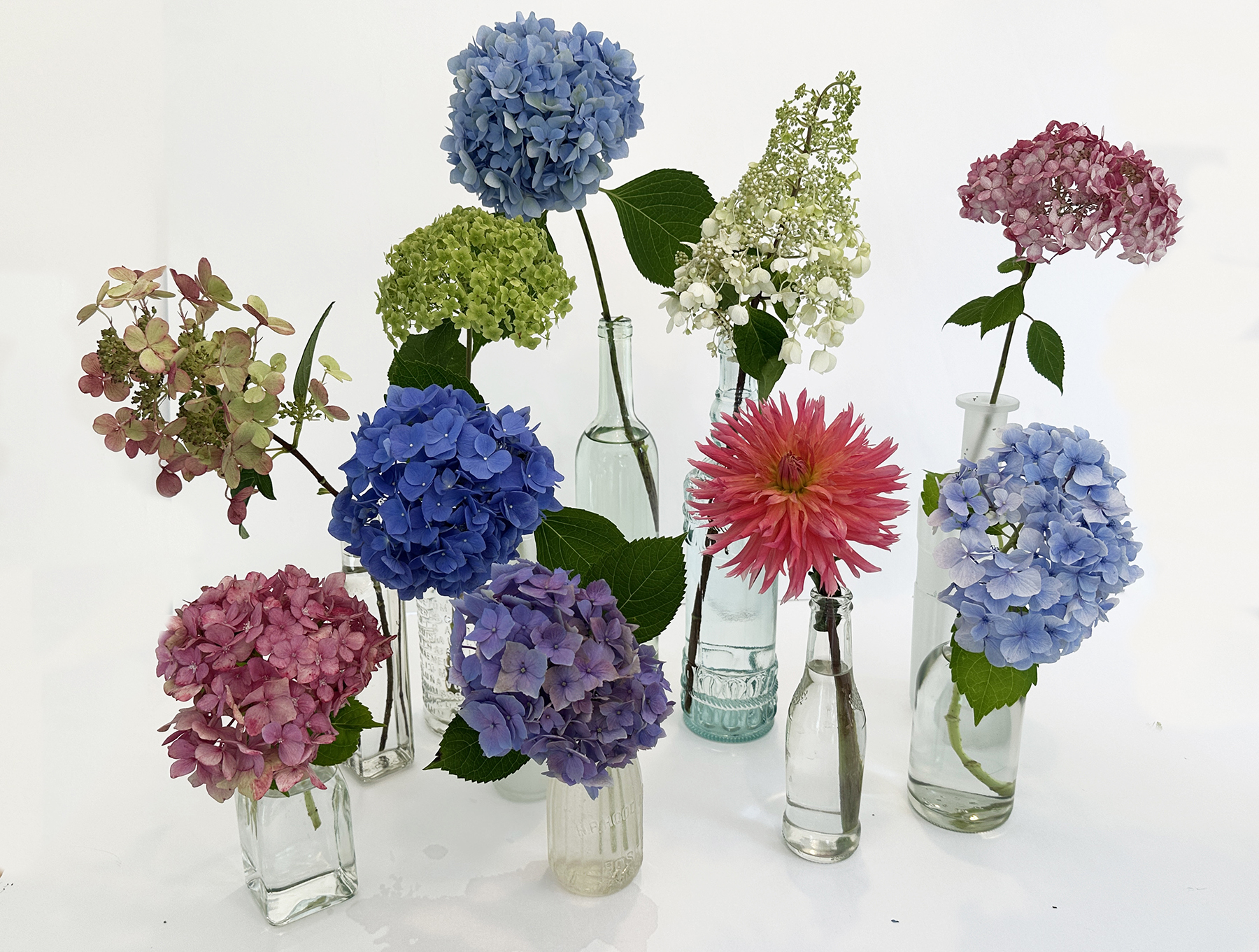 hydrangea happiness hydrangea_happiness_hydrangea_hysteria