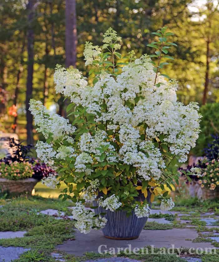 I Love Hydrangea Bobo GardenLady Com   Hydrangea Bobo 700x836 