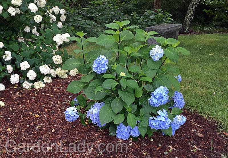 Encore R Hydrangea I Love The Enchantress Hydrangea | GardenLady.com