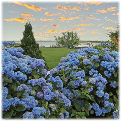 The 2024 Cape Cod Hydrangea Festival | GardenLady.com