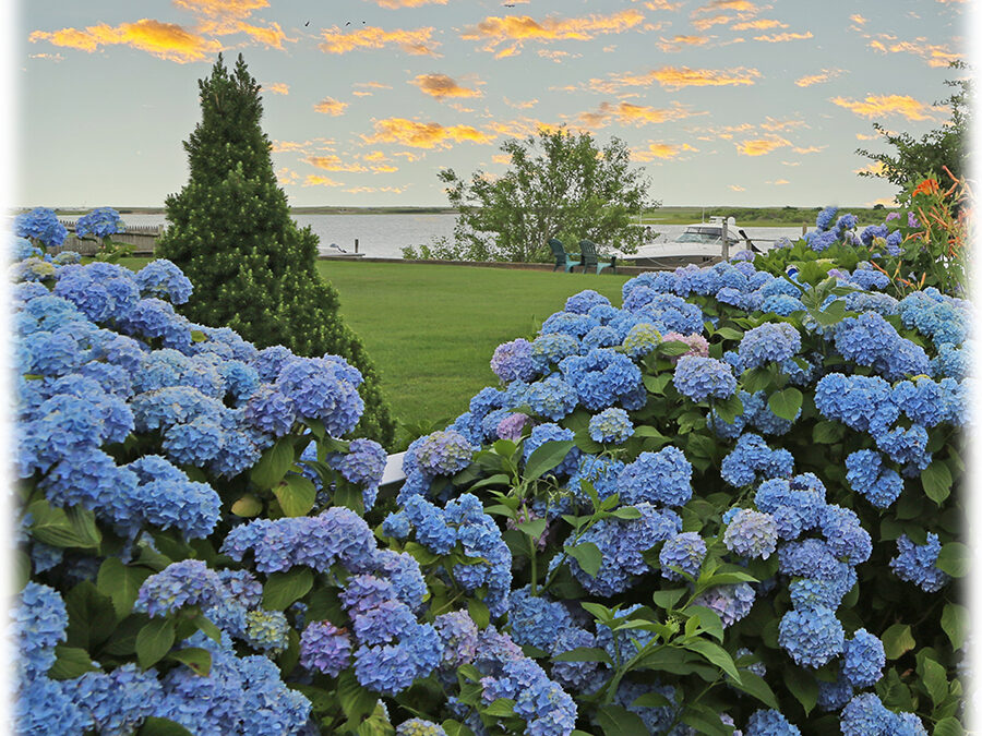 The 2024 Cape Cod Hydrangea Festival