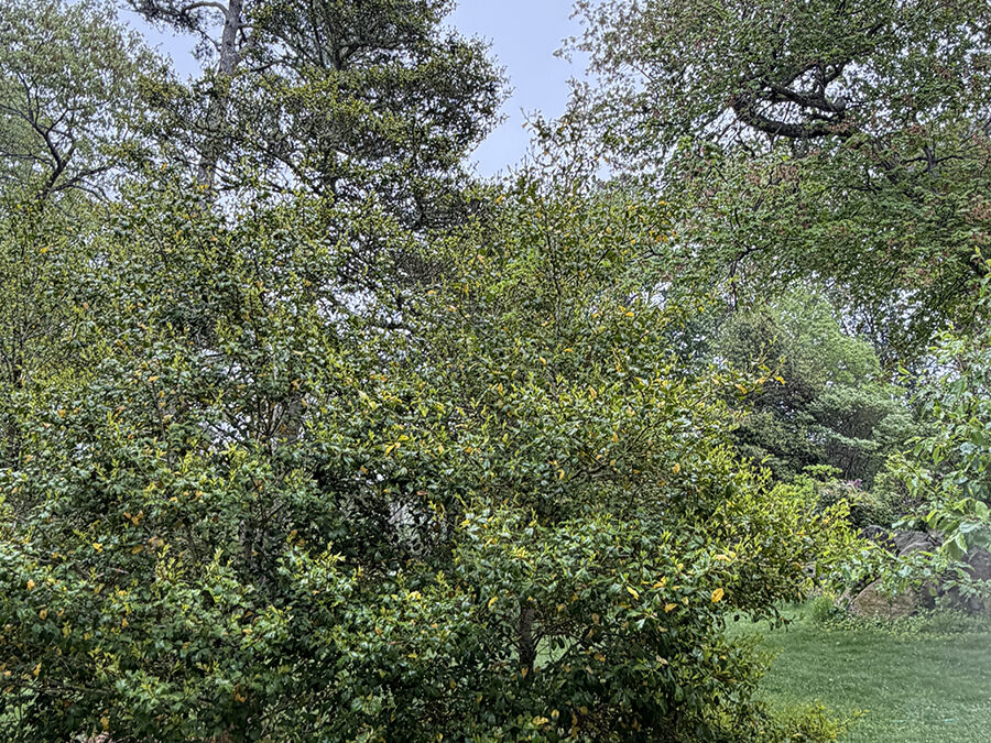 A Postcard from American Holly and Wildcrafted Garden Structures