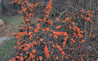 I Love Ilex Vertilcillata ‘Winter Gold’  aka Golden Winterberry