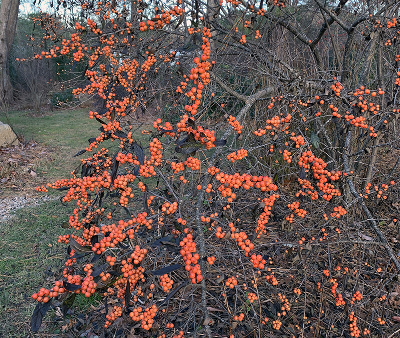 I Love Ilex Vertilcillata ‘Winter Gold’  aka Golden Winterberry