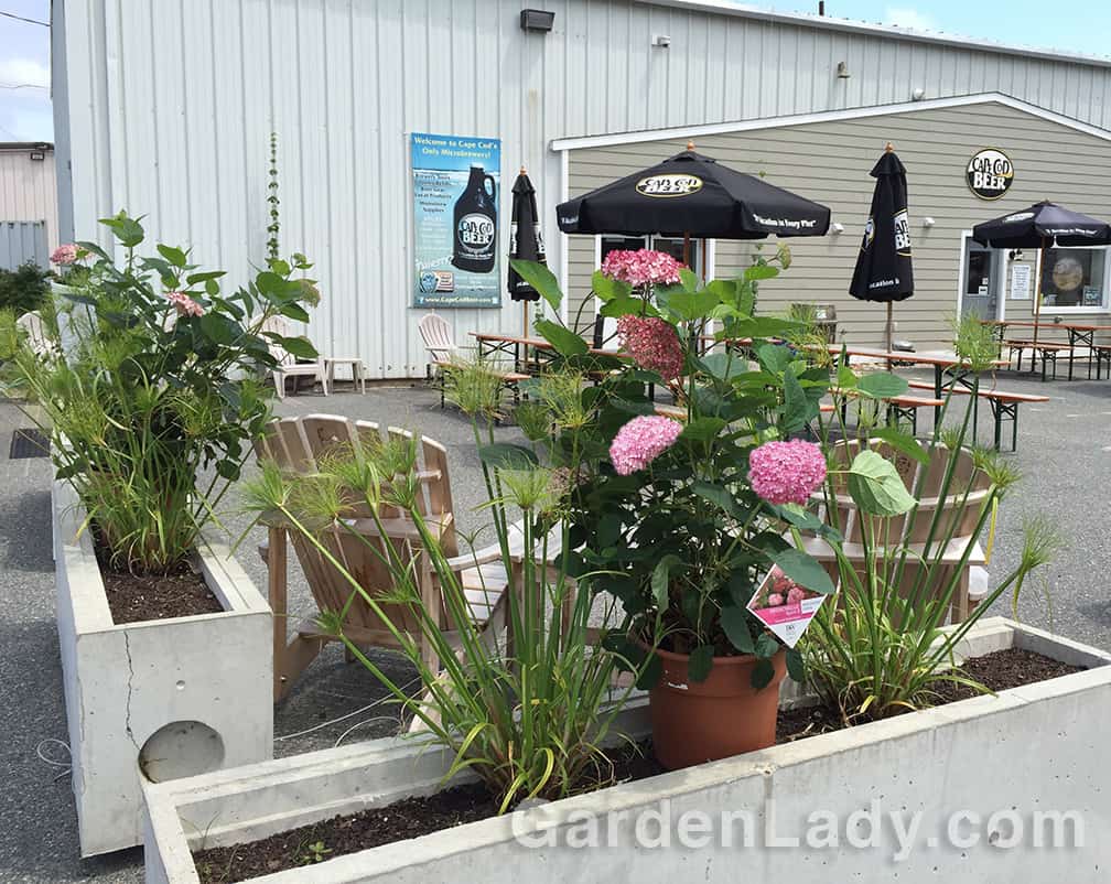 Invincibelle Spirit II captured the hearts of those who came to the Cape Cod Hydrangea Festival launch party at Cape Cod Beer. Thanks to a donation from Spring Meadow Nursery, we had several of these shrubs to give away at the end of the evening.