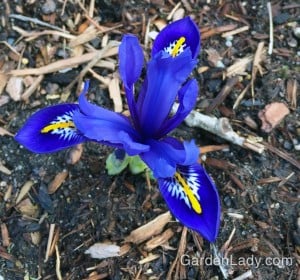 Who can resist this true blue color? This plant will make you smile even if spring isn't coming fast enough to suit you.