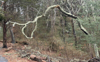 A Postcard From Split Arborvitaes