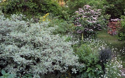 I Love Cornus alba ‘Bailhalo’ aka Ivory Halo Variegated Red Twig Dogwood