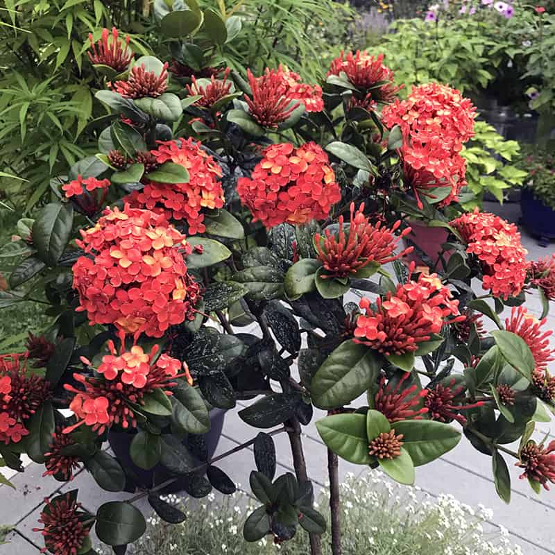 ixora plant