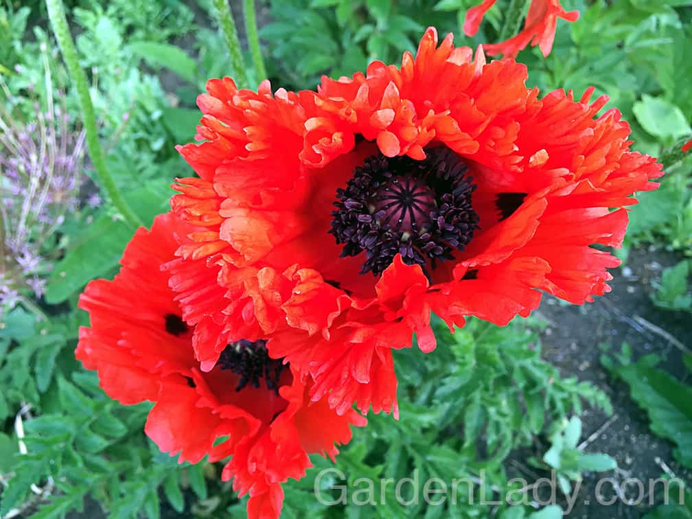 The oriental poppies are doing their loud, exuberant thing. They are brilliant from a distance and wonderful up close. I've always felt that these poppies call to us in June, saying "Let's put on lipstick and go OUT!"  