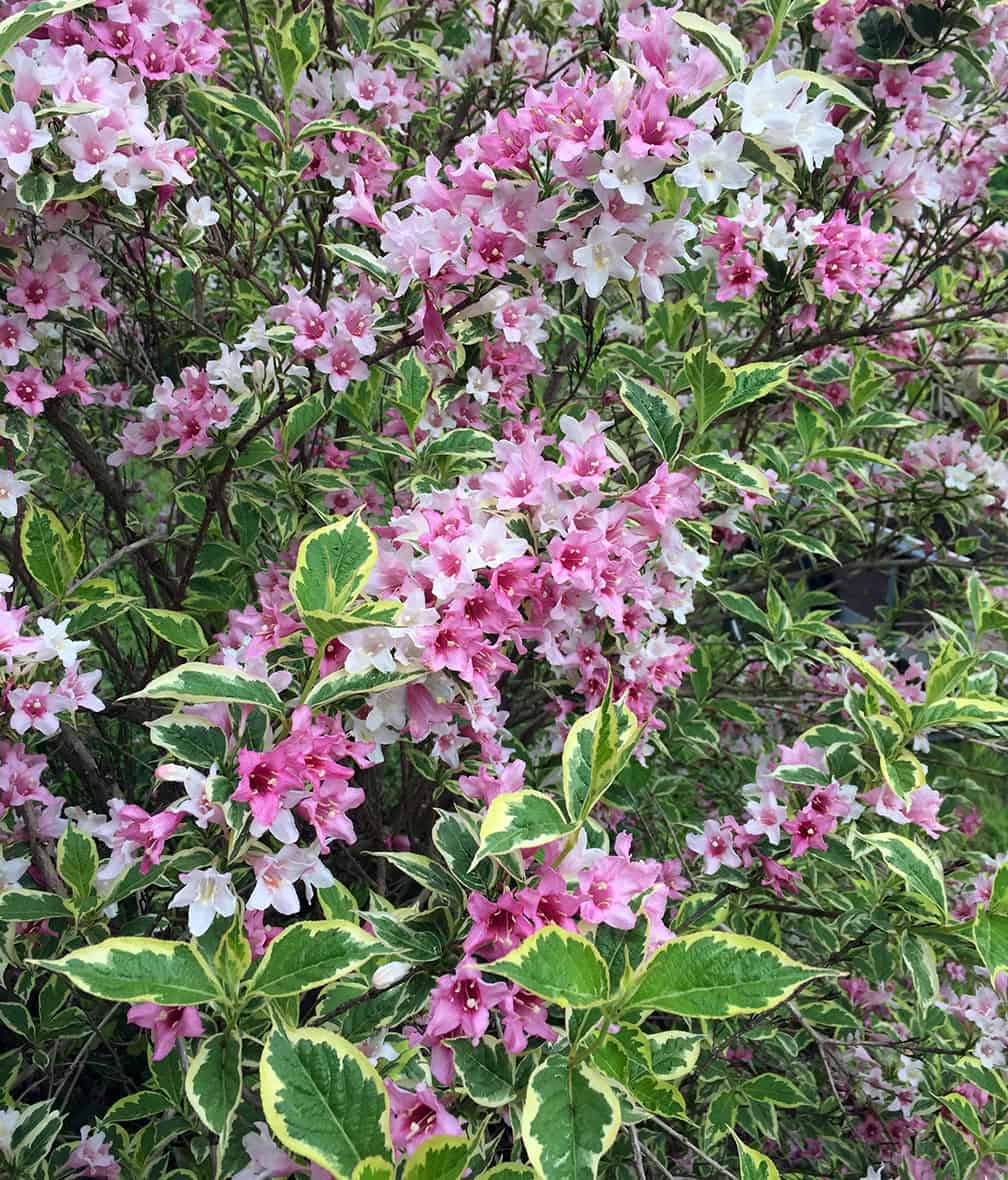 And speaking of Weigelas you can't live without... Weigela florida ‘Variegata’ is lovely and variegated. How can you possibly say no? 