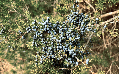 I Love Juniperus virginiana aka Eastern red cedar