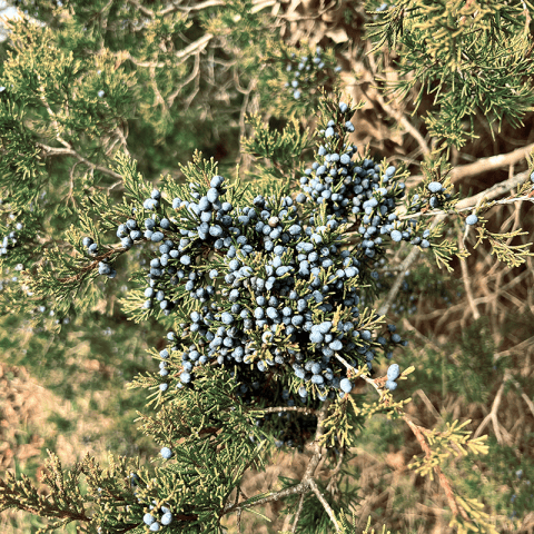 I Love Juniperus Virginiana Aka Eastern Red Cedar Gardenlady Com