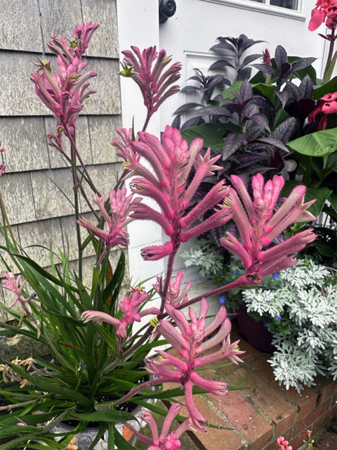 I Love Anigozanthos ‘Kanga Pink’ aka Dwarf Pink Kangaroo Paw ...