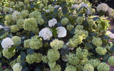 A Postcard From Large Plants