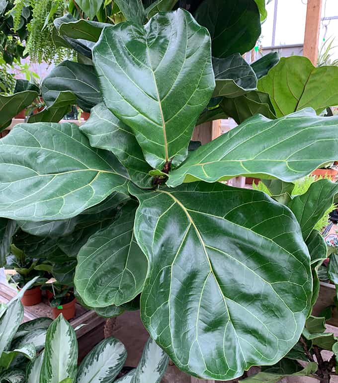 I Love The Fiddle Leaf Fig (Ficus lyrata)