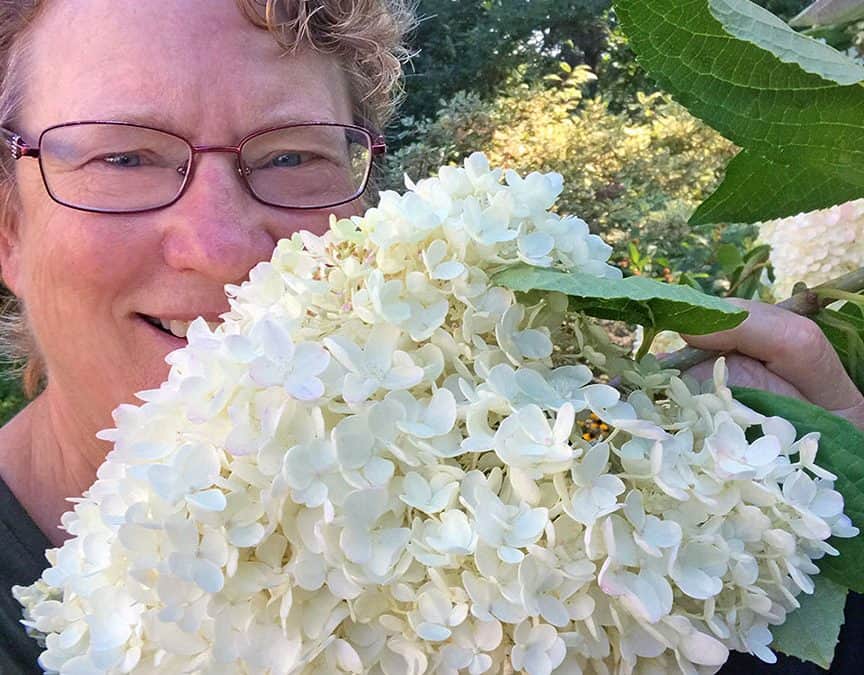 I Love Hydrangea paniculata – Panicle Hydrangeas!