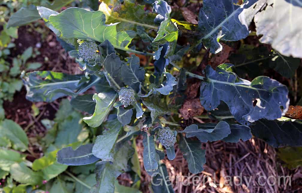 Broccoli plants are filled with small side-shoot heads at this time of year. Cut these every two or three days to keep the plants productive through December.