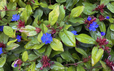 I Love Ceratostigma plumbagionoides aka blue leadwort or plumbago.