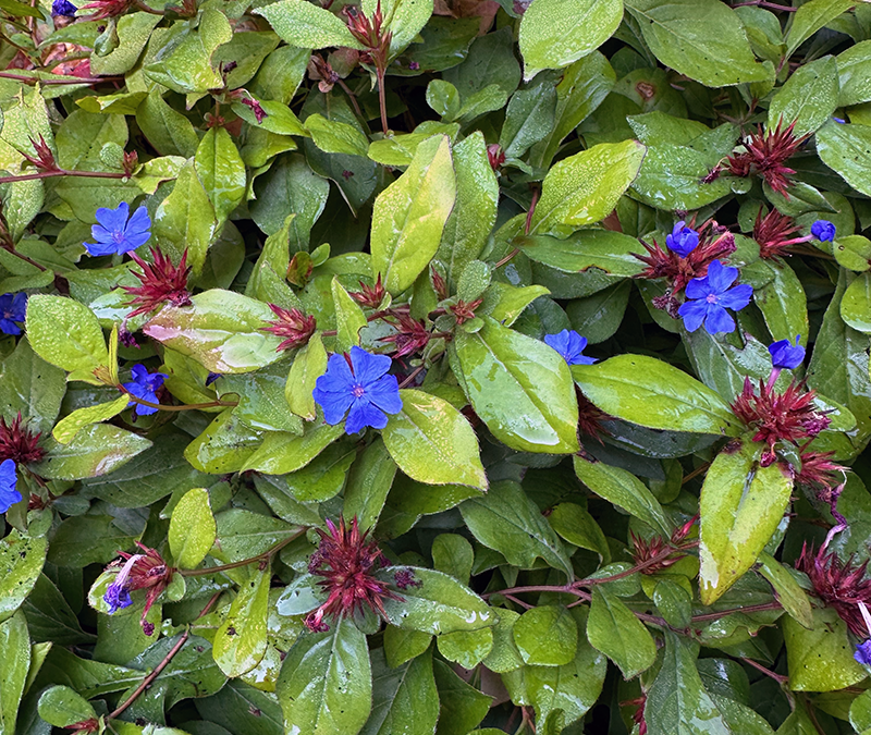 I Love Ceratostigma plumbagionoides aka blue leadwort or plumbago.