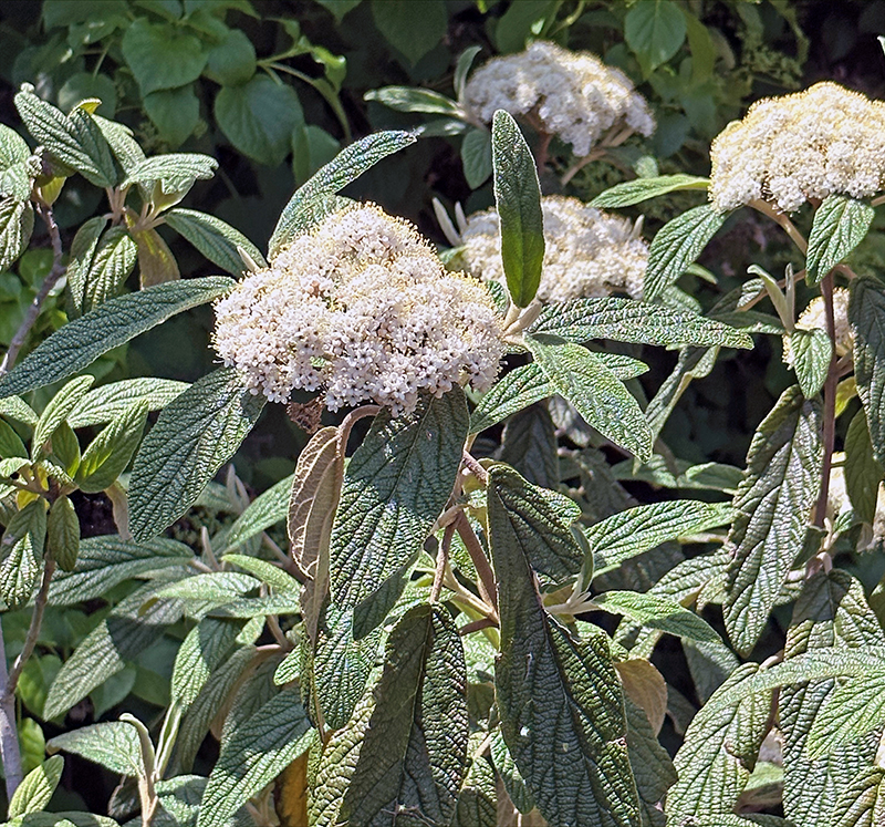 I Love Viburnum Rhytidophyllum And Viburnum X Pragense Aka The Leatherleaf Viburnum And Prague 1644