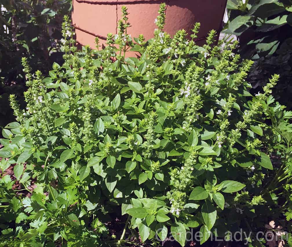 Another herb for the small Cocktail Hour Garden is Lemon Basil. Fragrant, tasty and resistant to Basil Downy Mildew, not to mention compact and pretty in a pot.
