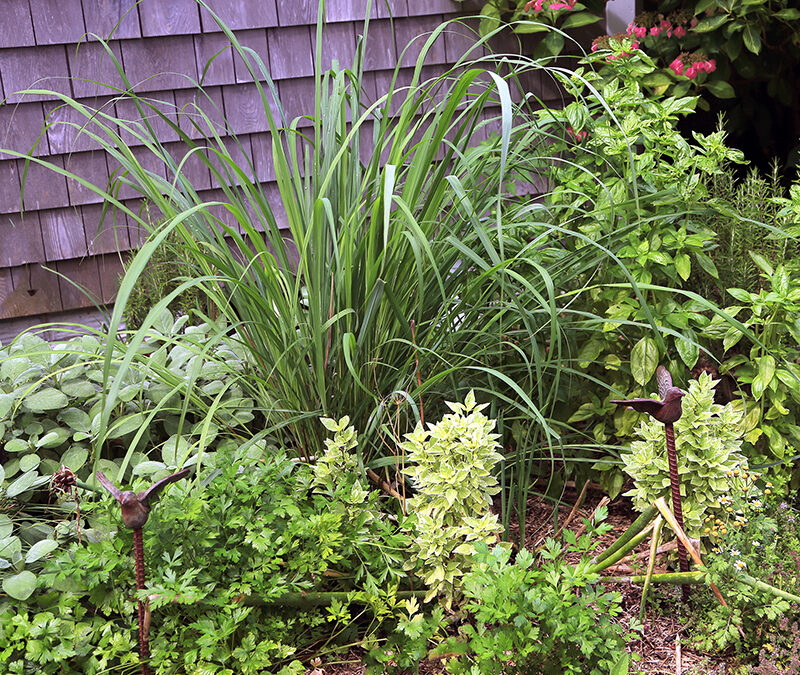 I Love Cymbopogon citratus aka Lemon Grass